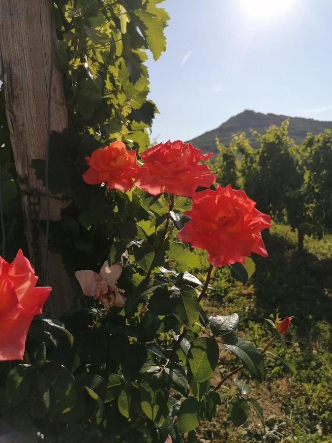 Posestvo Rouna - Winery And Apartments Vipava Ngoại thất bức ảnh
